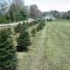 Christmas Trees
Bare Root
Fir
Spruce
