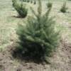 Christmas Trees
Bare Root
Fir
Spruce
