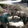 Balled and Burlap Transplant
Japanese Maple