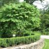 Red Bud
Boxwood Hedge